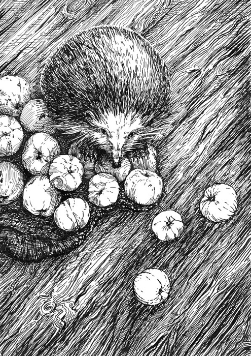 Ink drawn illustration of hedgehog with apples