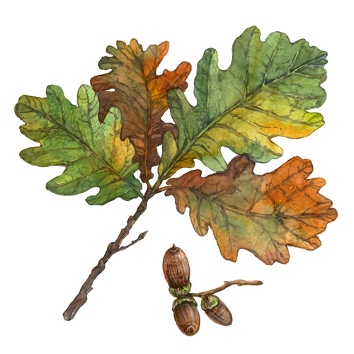 Oak leaves watercolor illustration